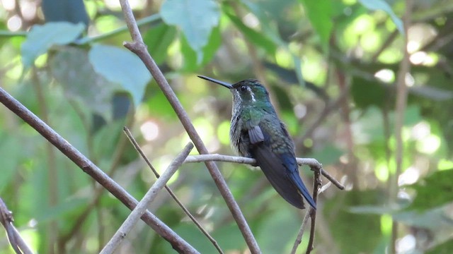 Colibri de Sybil - ML529860971