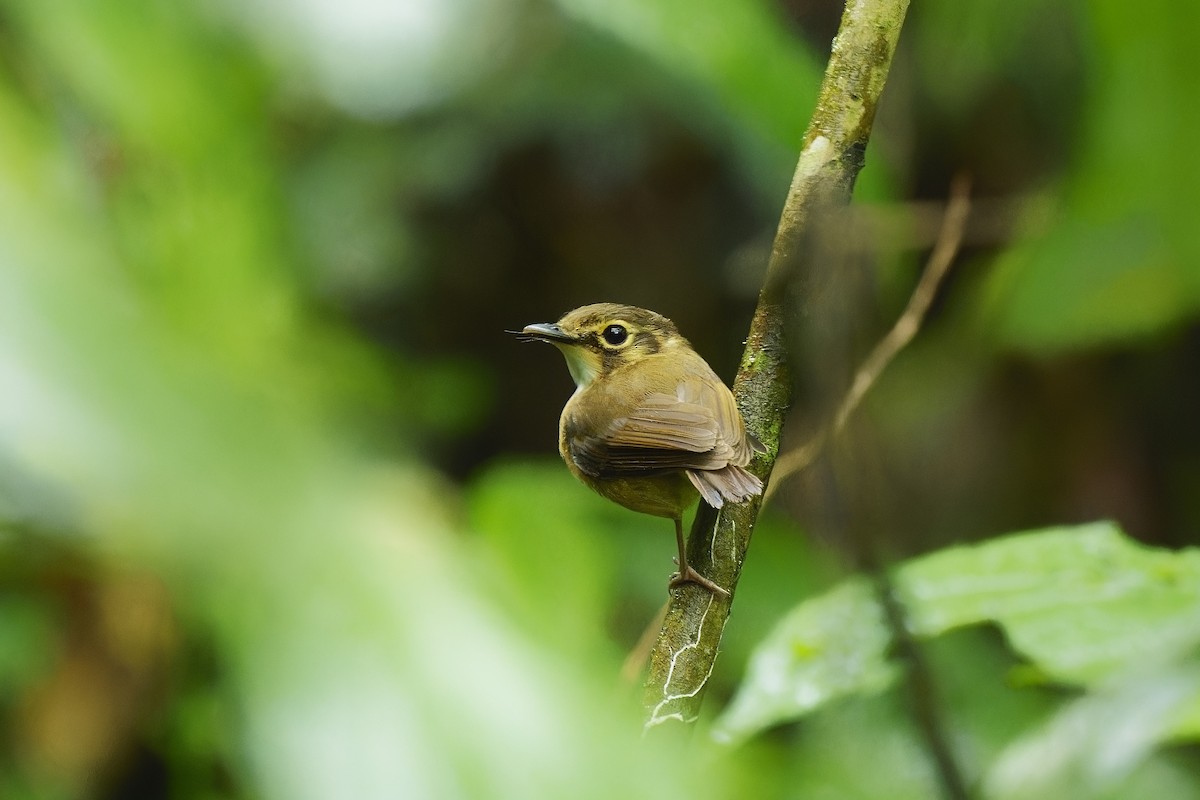 White-throated Spadebill - ML529861371