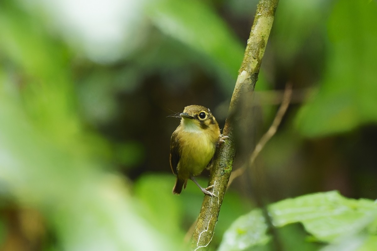 White-throated Spadebill - ML529861381