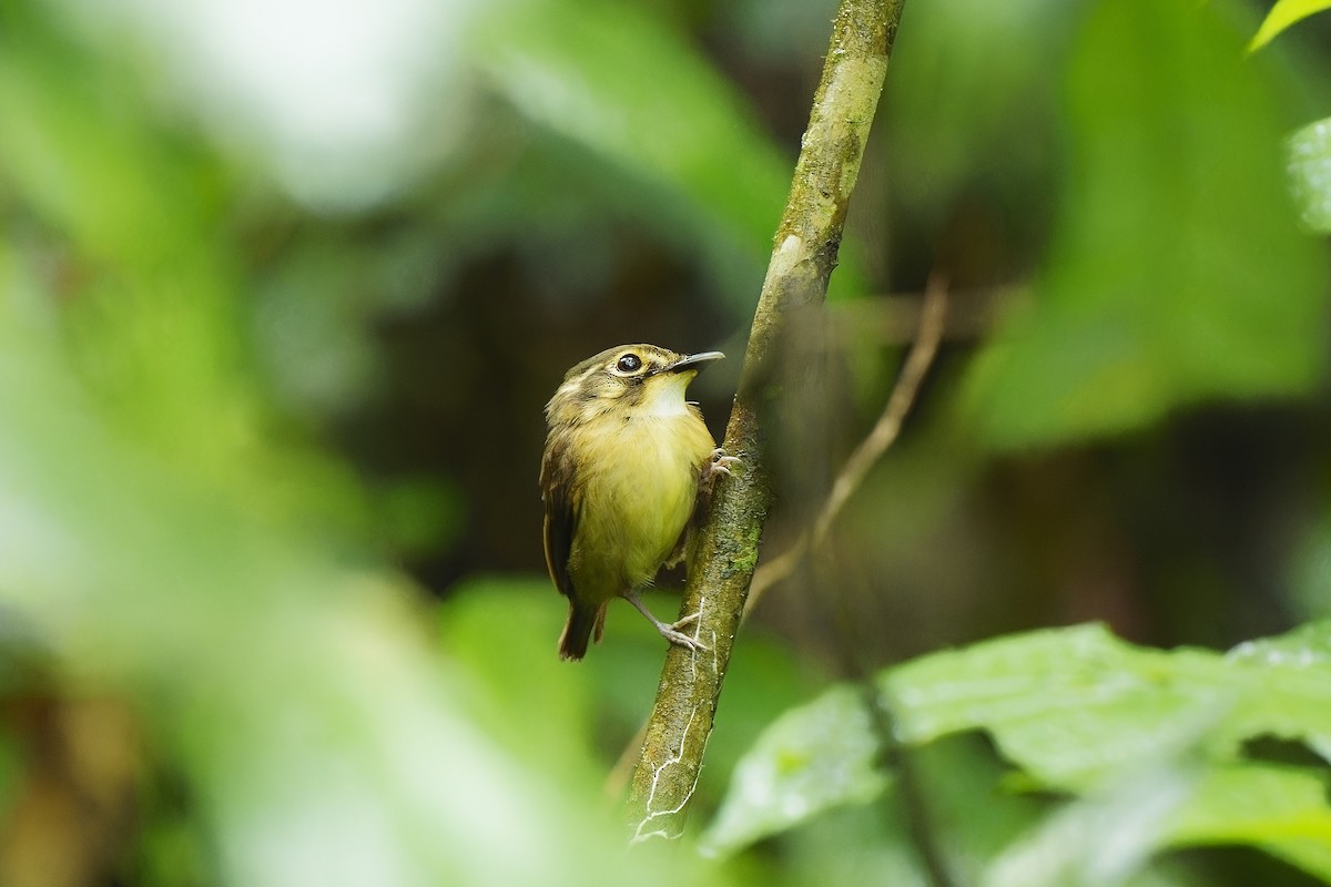 White-throated Spadebill - ML529861451