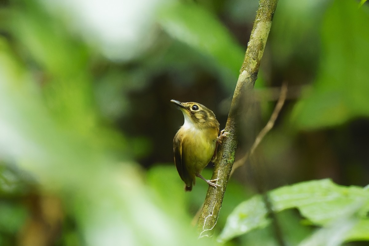 White-throated Spadebill - ML529861461