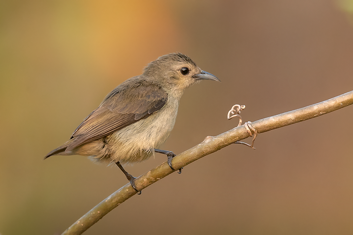 Nilgiri Flowerpecker - ML529862351
