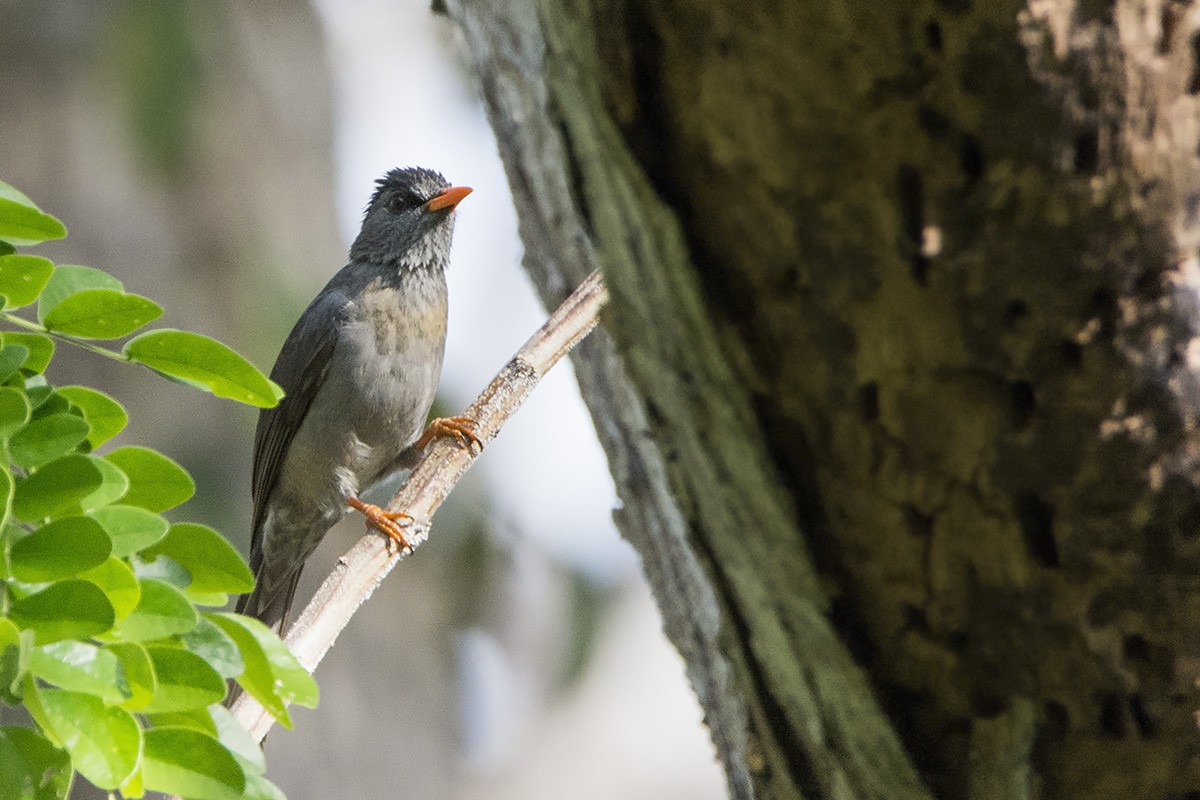 Malagasy Bulbul - ML529863471