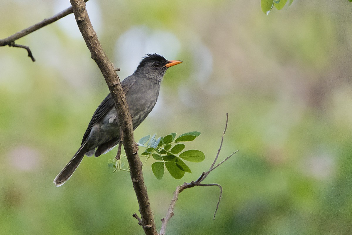 Madagaskar-Rotschnabelbülbül - ML529863481