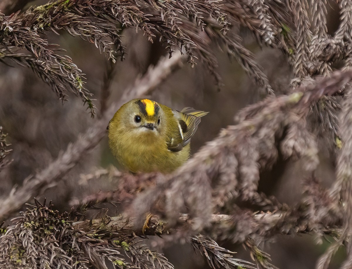 Goldcrest (Western Azores) - ML529863611