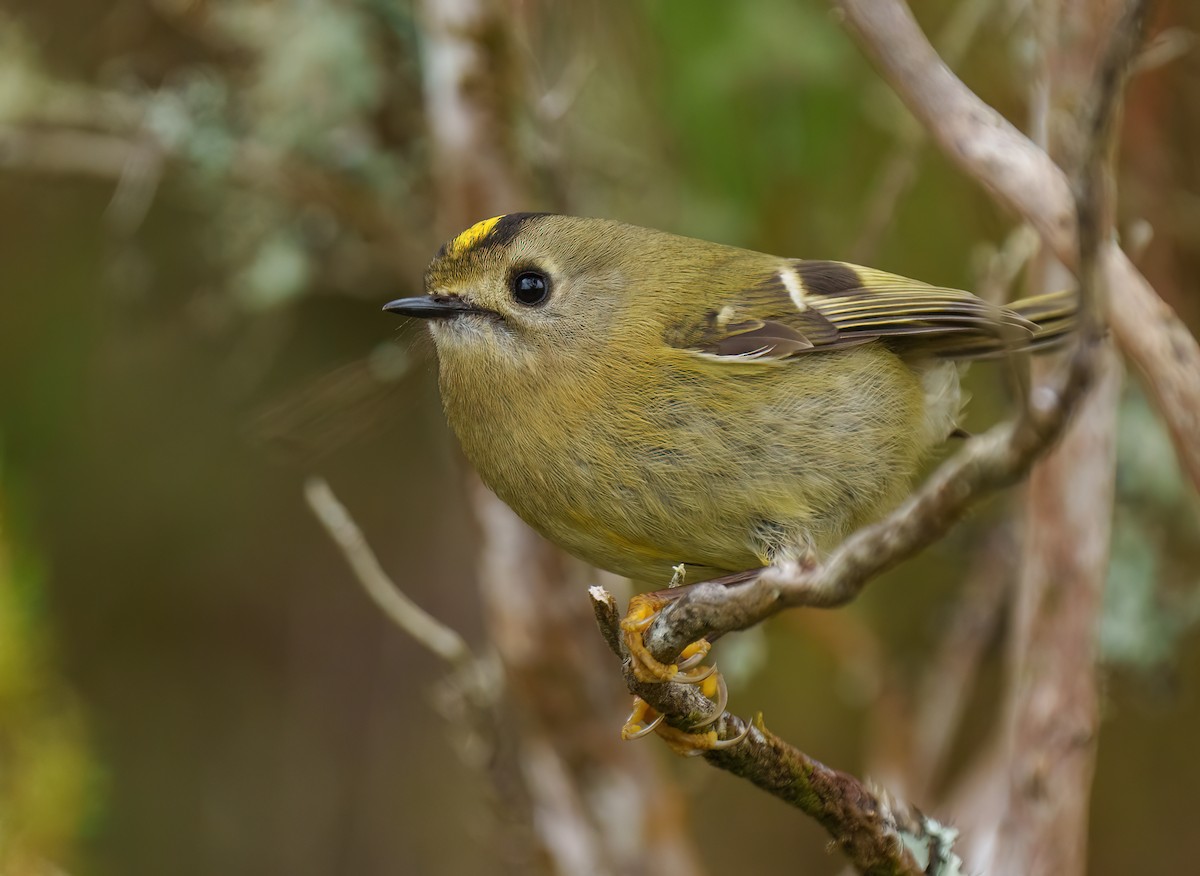 Goldcrest (Western Azores) - Rui Pereira | Portugal Birding