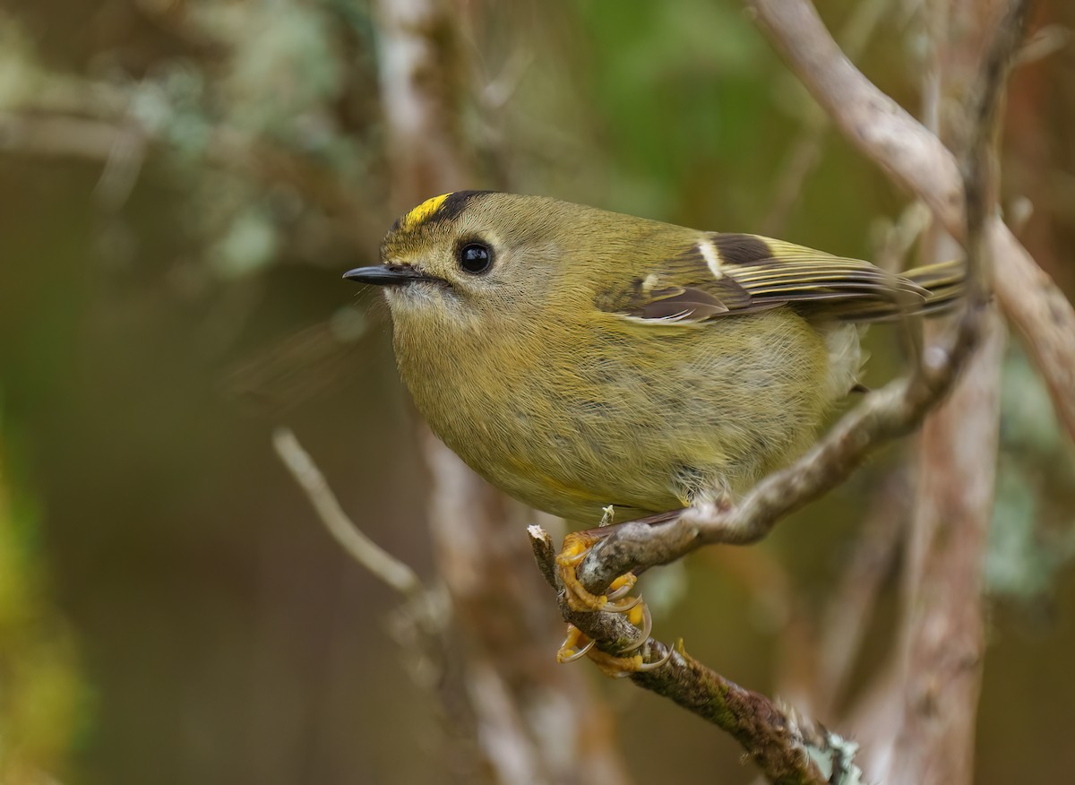 Goldcrest (Western Azores) - ML529863641