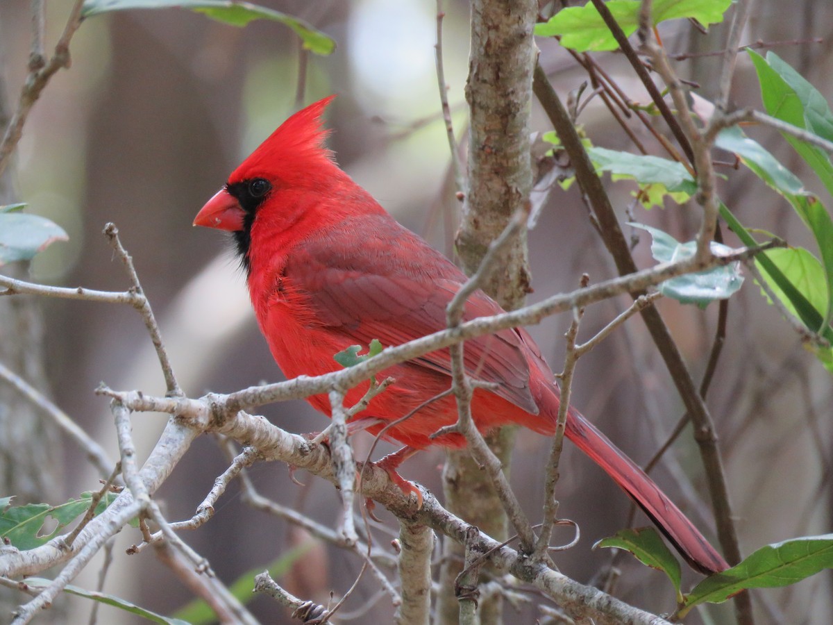 Northern Cardinal - ML52986381