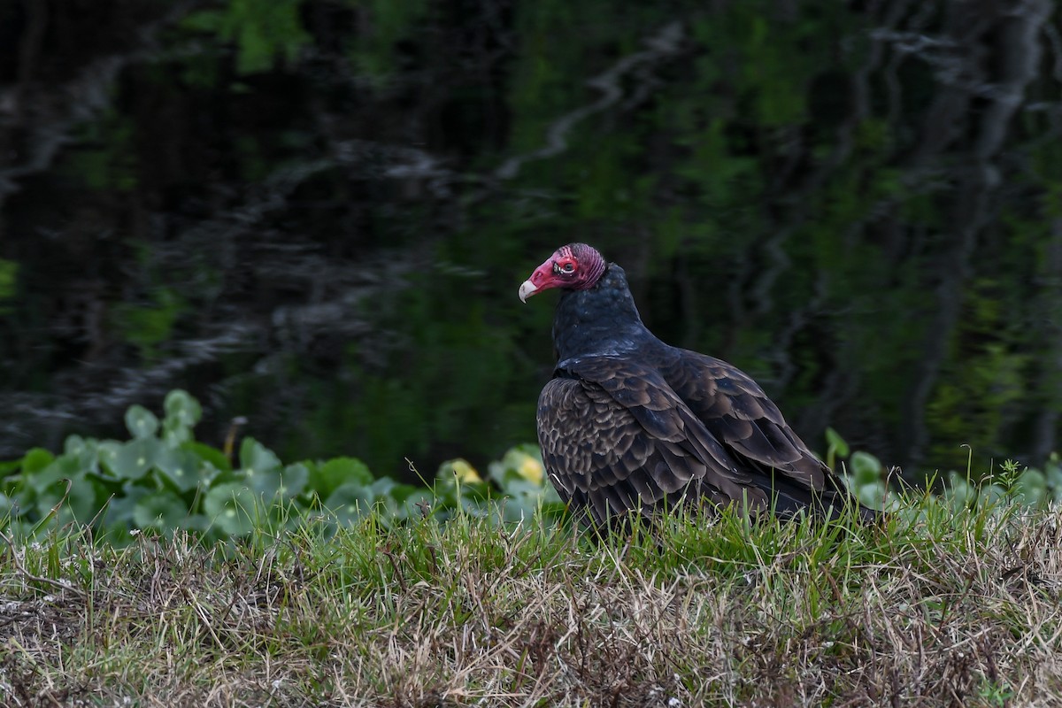 Urubu à tête rouge - ML529864361