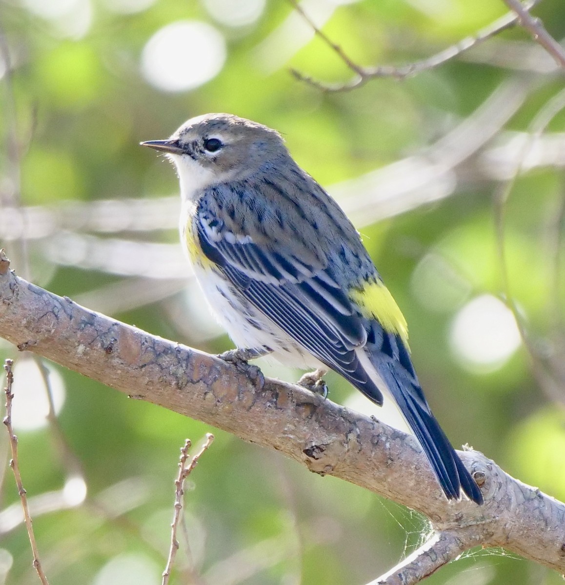 Yellow-rumped Warbler - ML529866841