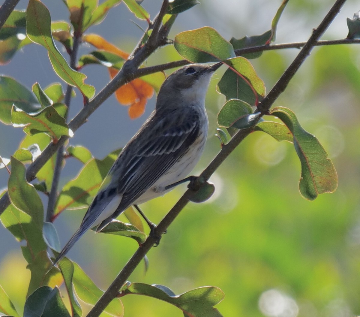 Yellow-rumped Warbler - ML529866851