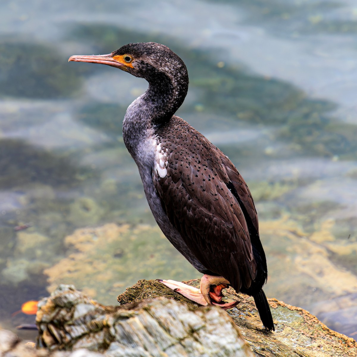 Cormorán Moteado - ML529867041