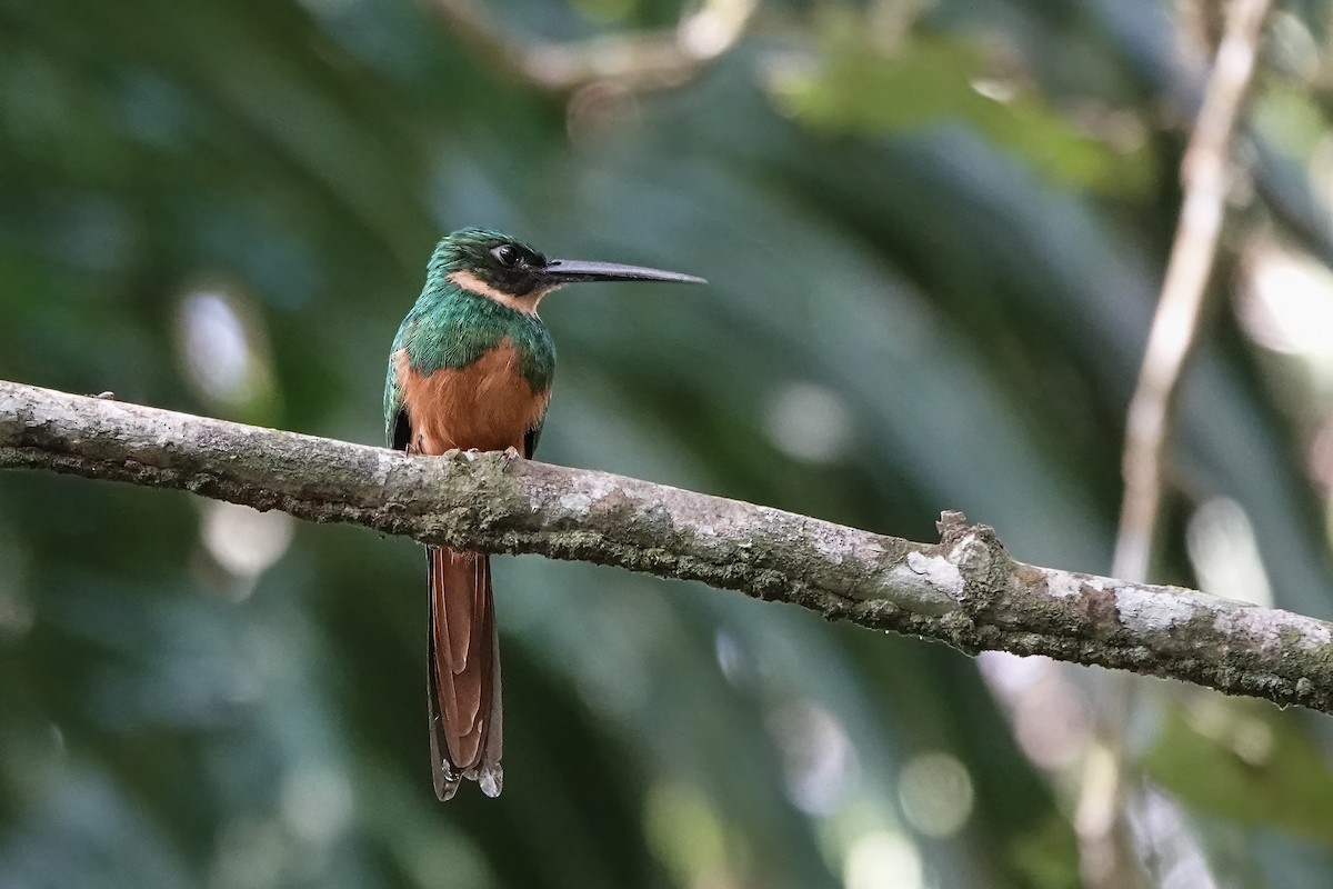 Rufous-tailed Jacamar - ML529867491