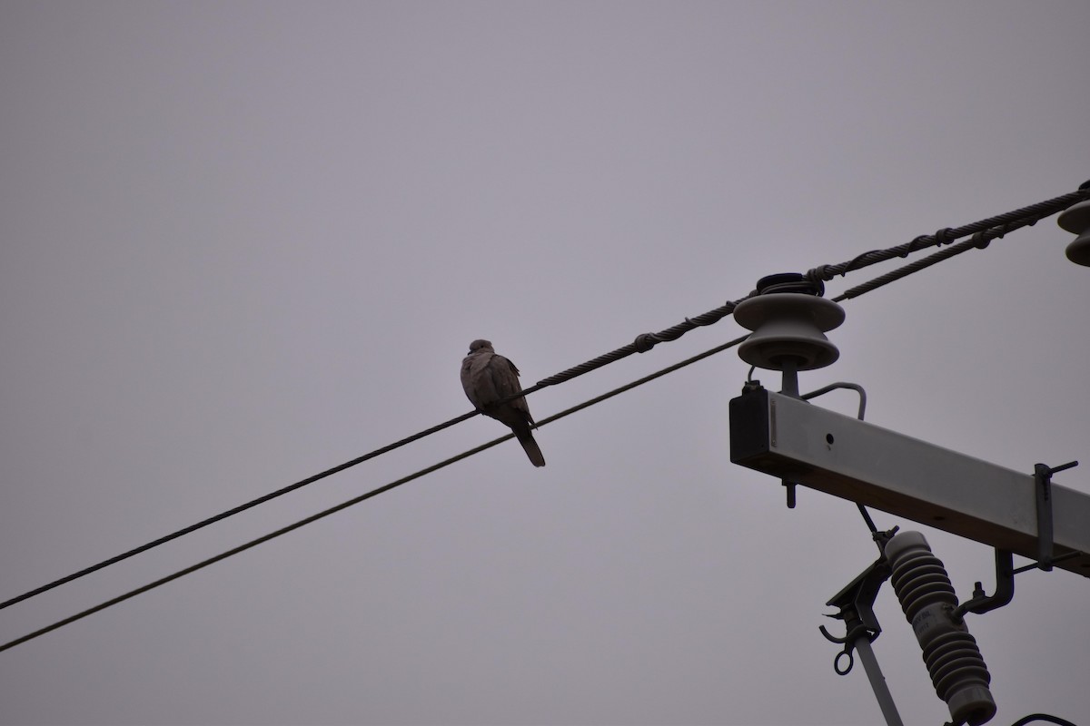 Eurasian Collared-Dove - ML529867911