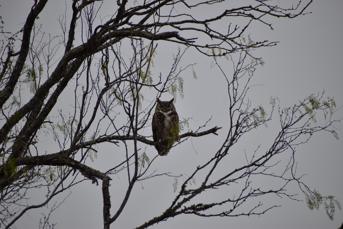 Great Horned Owl - ML529867971