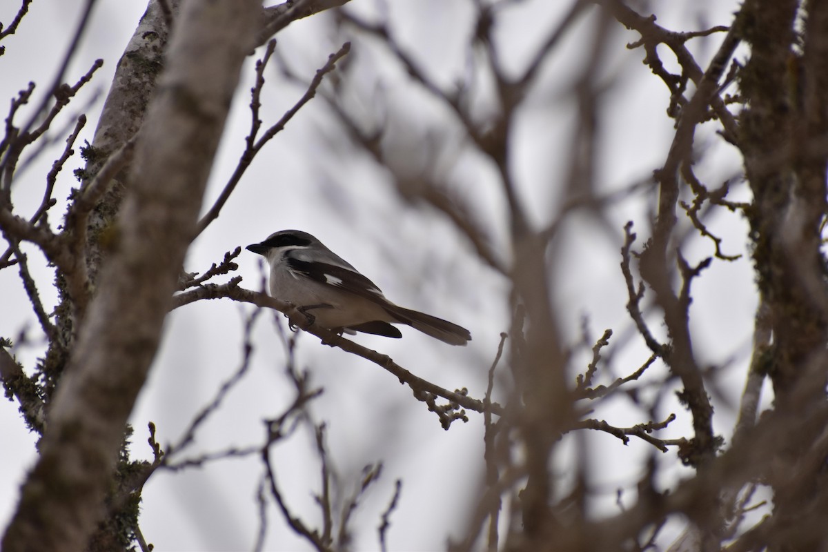 Loggerhead Shrike - ML529868071
