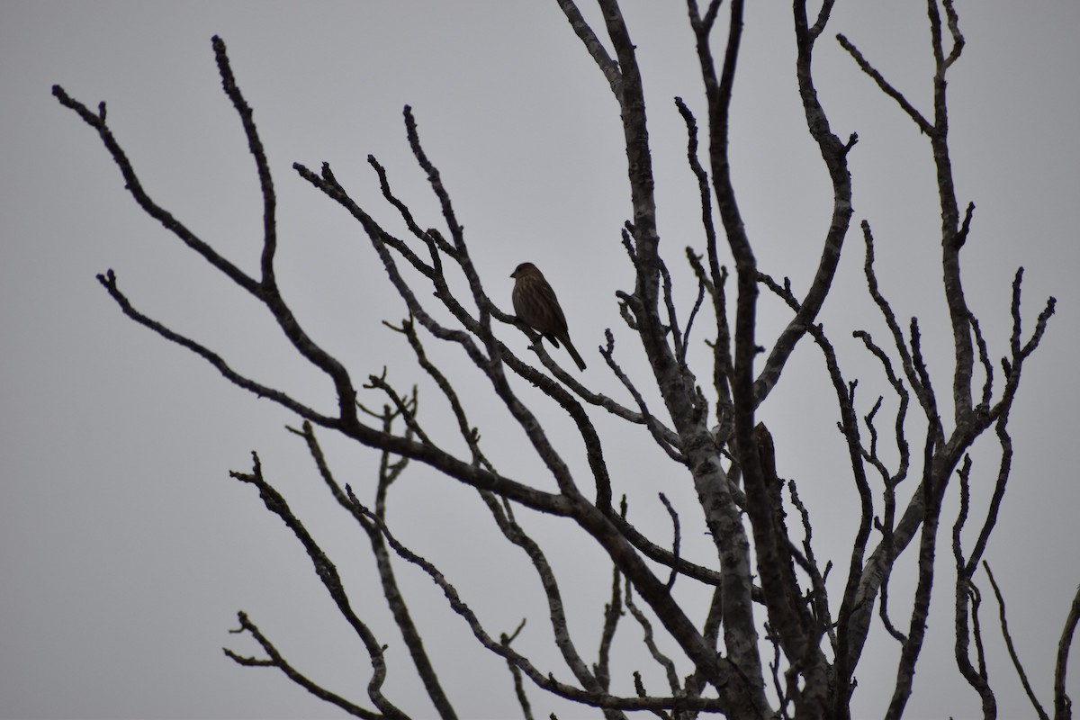 House Finch - ML529868091