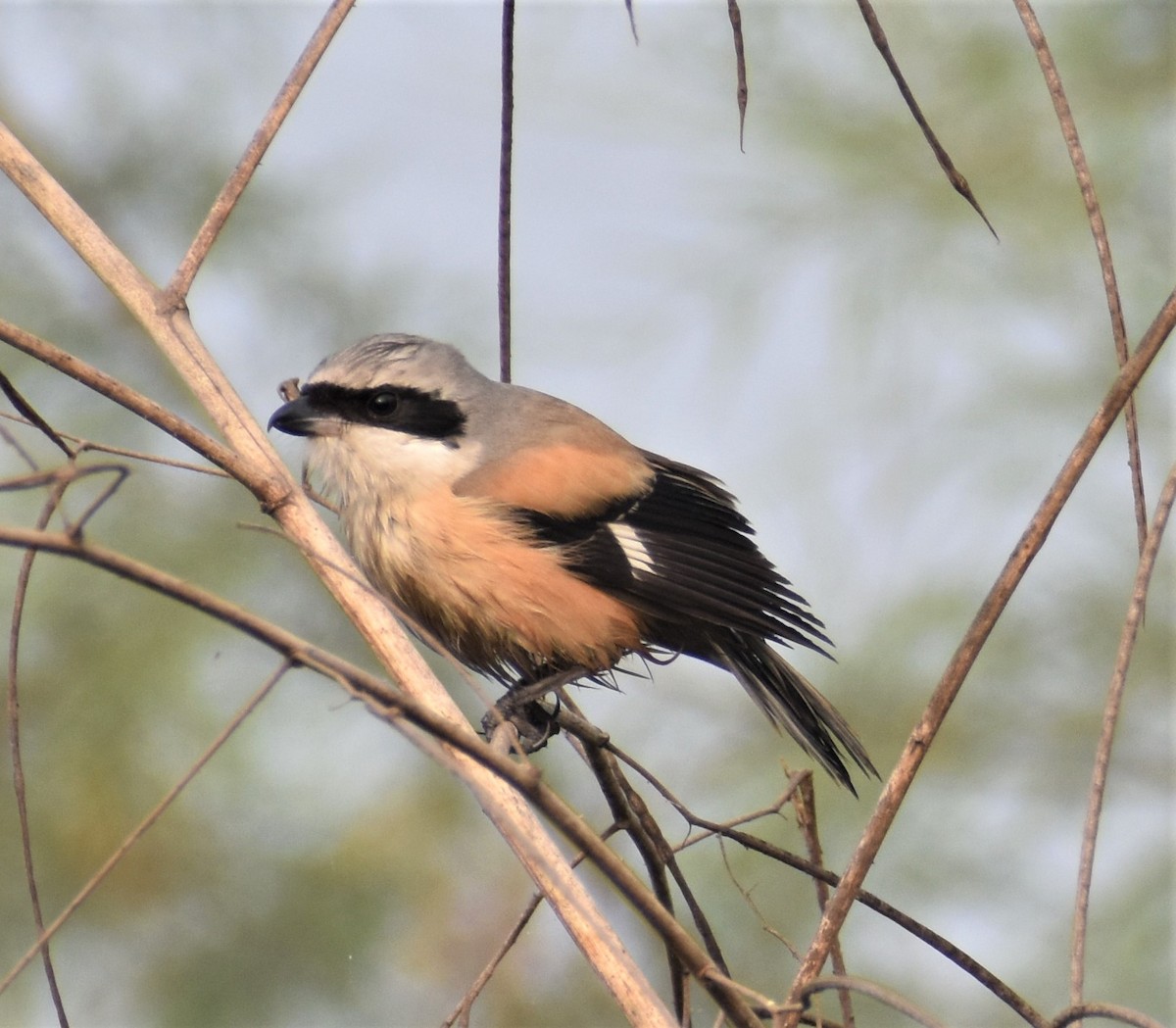 Long-tailed Shrike - ML529868281