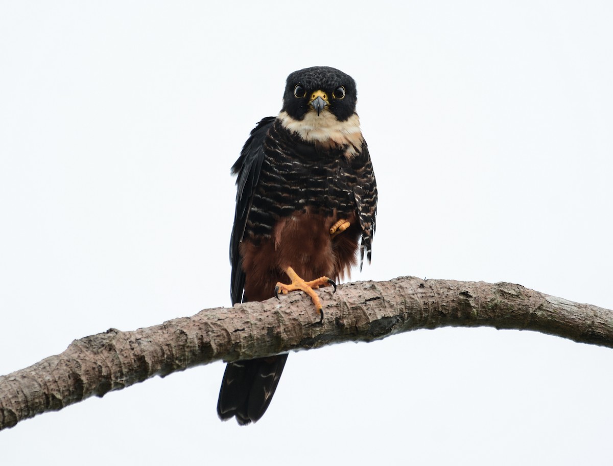 Bat Falcon - James Gorriz epicobirding@gmail.com