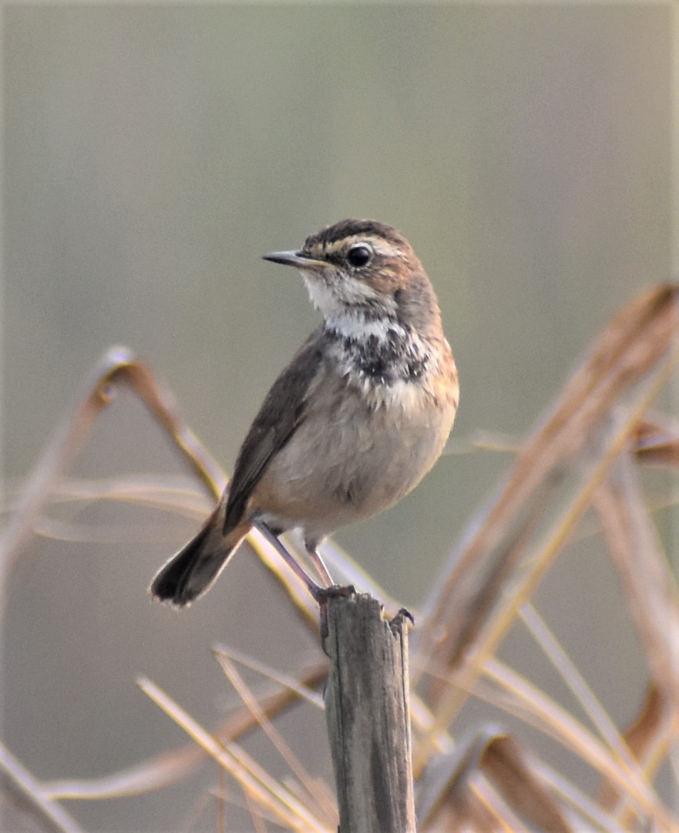 Bluethroat - ML529868701
