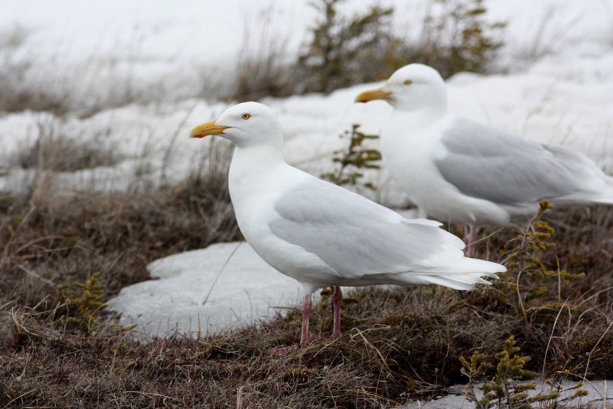 Glaucous Gull - ML52986891