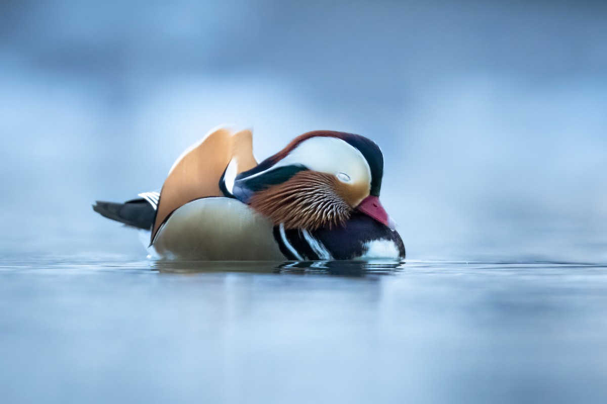 Mandarin Duck - ML529869441