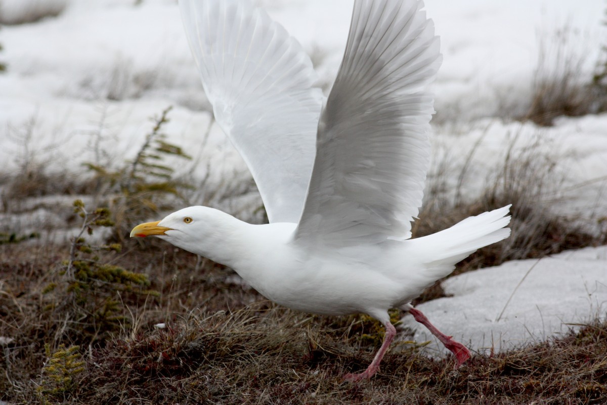 Glaucous Gull - ML52986981