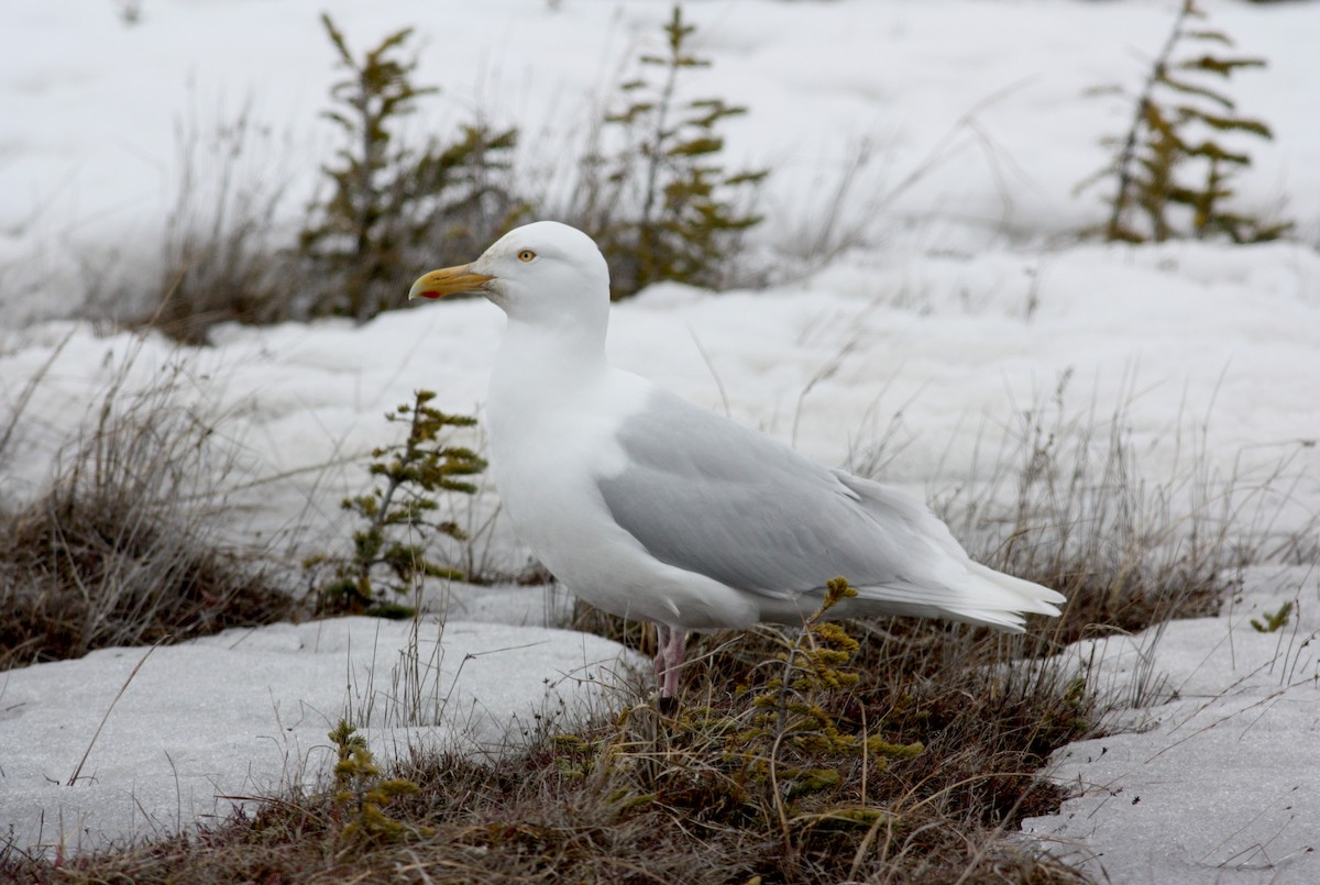 Glaucous Gull - ML52986991