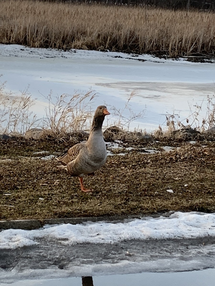 Graylag Goose (Domestic type) - Jack  DeMarais