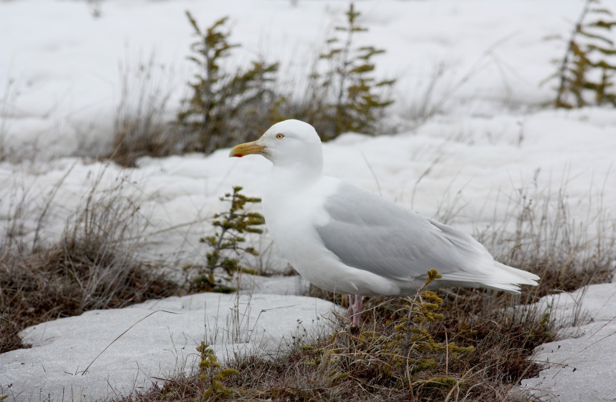 Glaucous Gull - ML52987131