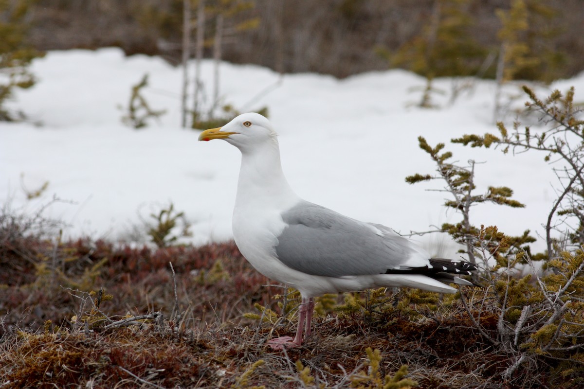 Gaviota Argéntea (americana) - ML52987141