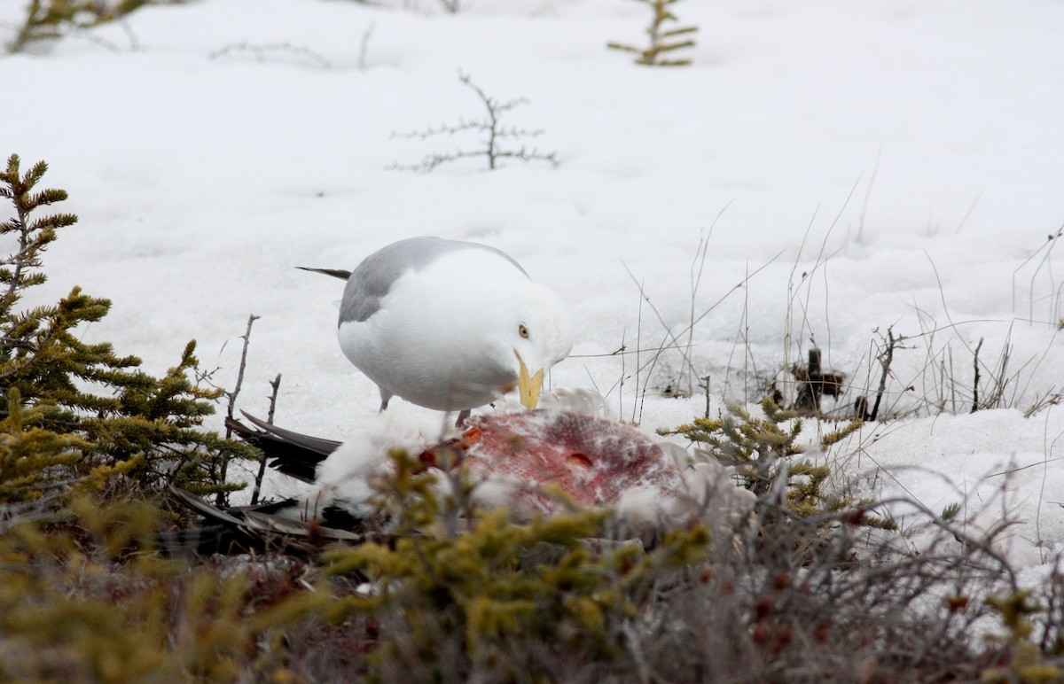 Herring Gull (American) - Jay McGowan