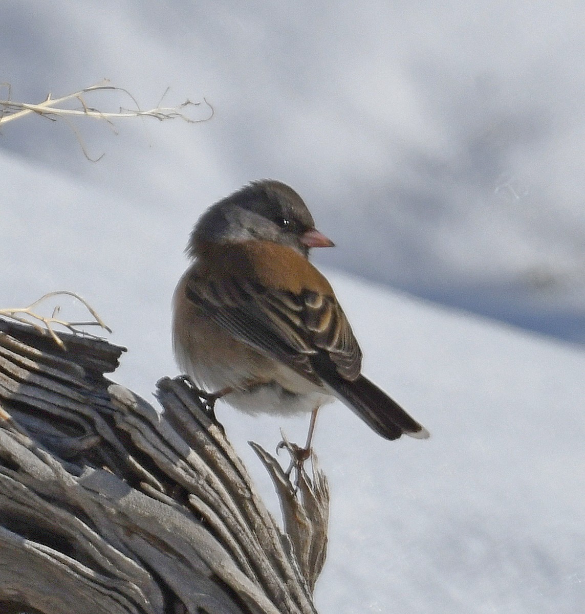 Dark-eyed Junco (Oregon) - ML529871511