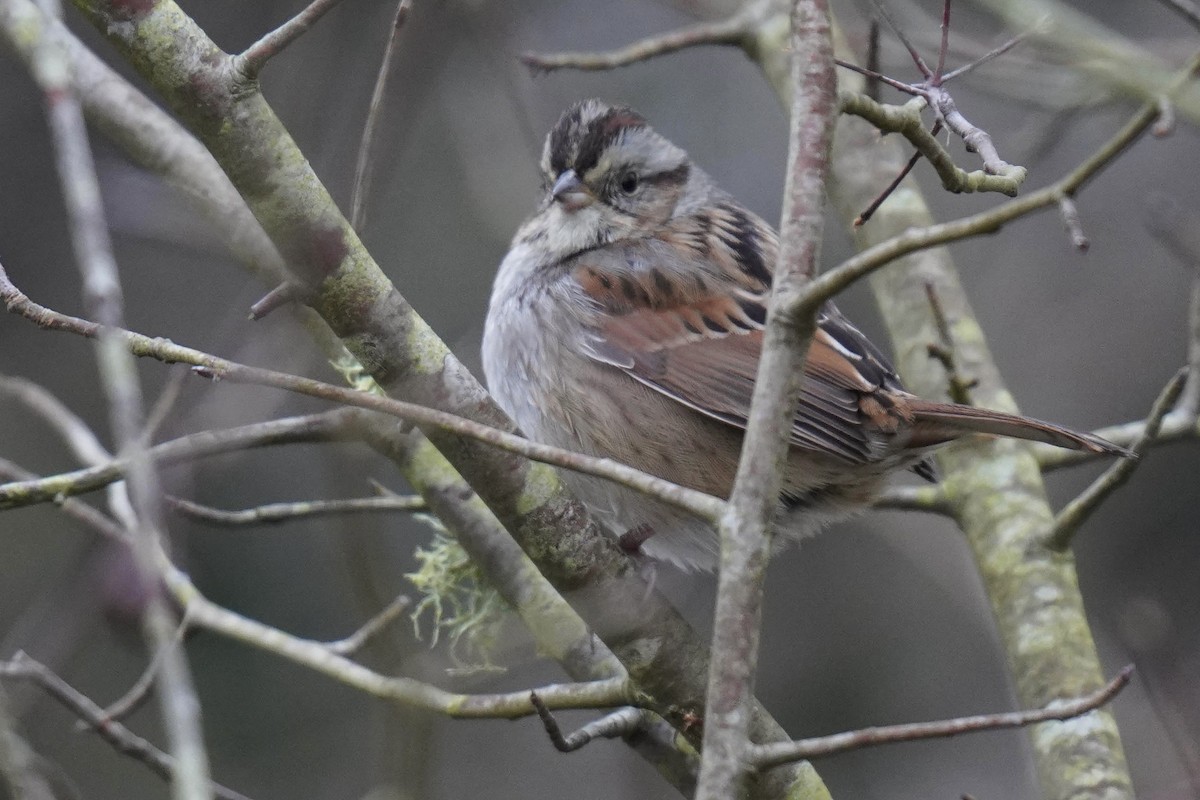 Swamp Sparrow - ML529871591