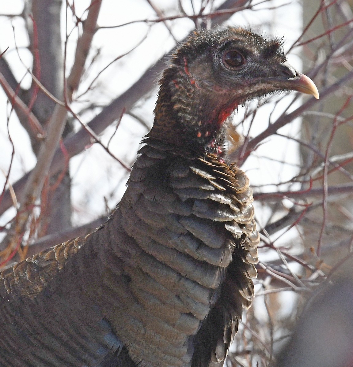 Wild Turkey - ML529871631