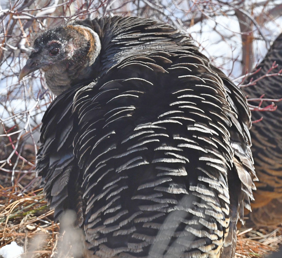 Wild Turkey - ML529871681