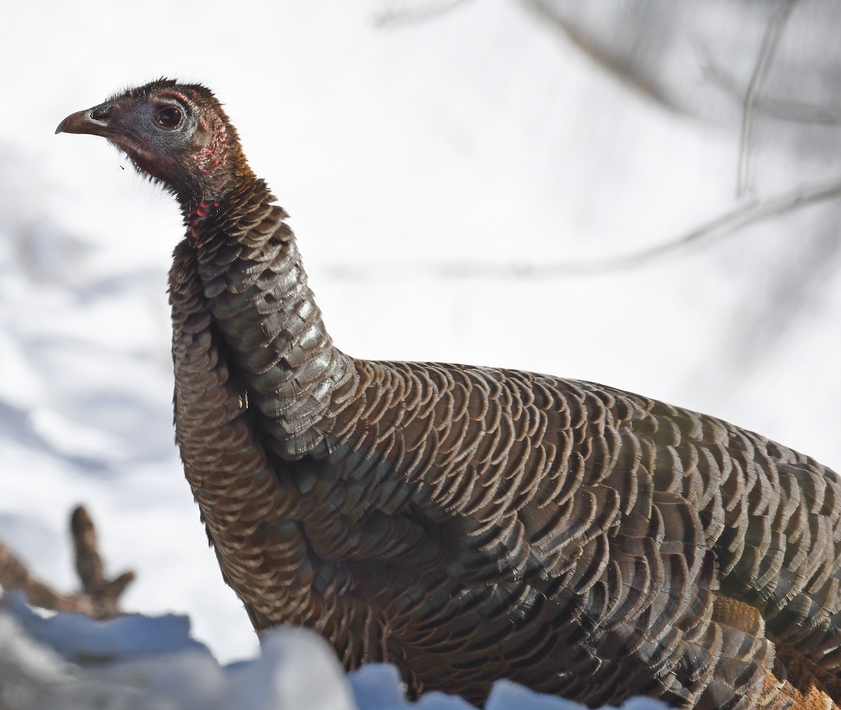 Wild Turkey - ML529871721