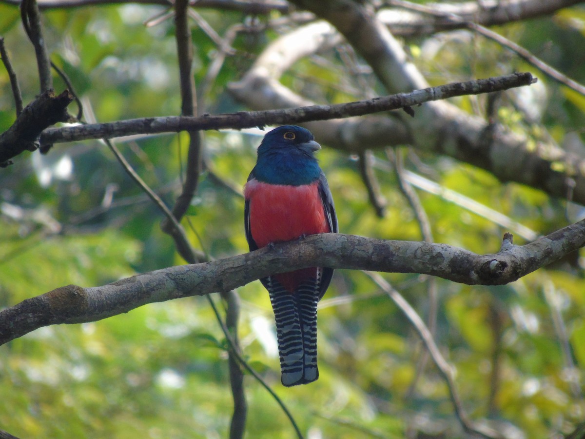 Blue-crowned Trogon - ML529872151