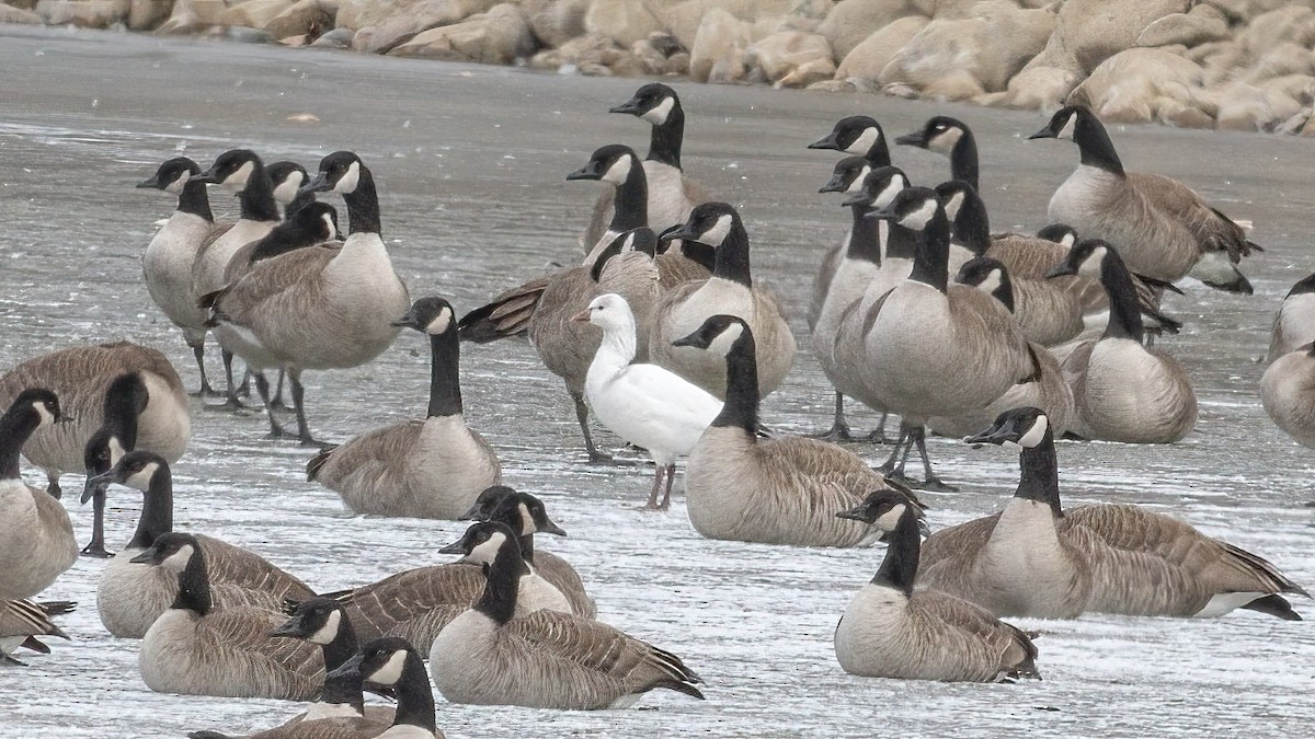 Ross's Goose - ML529872181