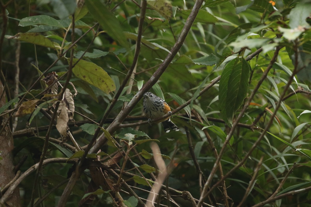 East Andean Antbird - Trevor Ellery