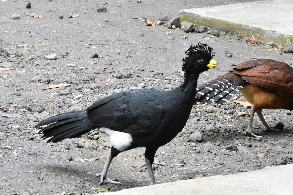 Great Curassow - ML529873311