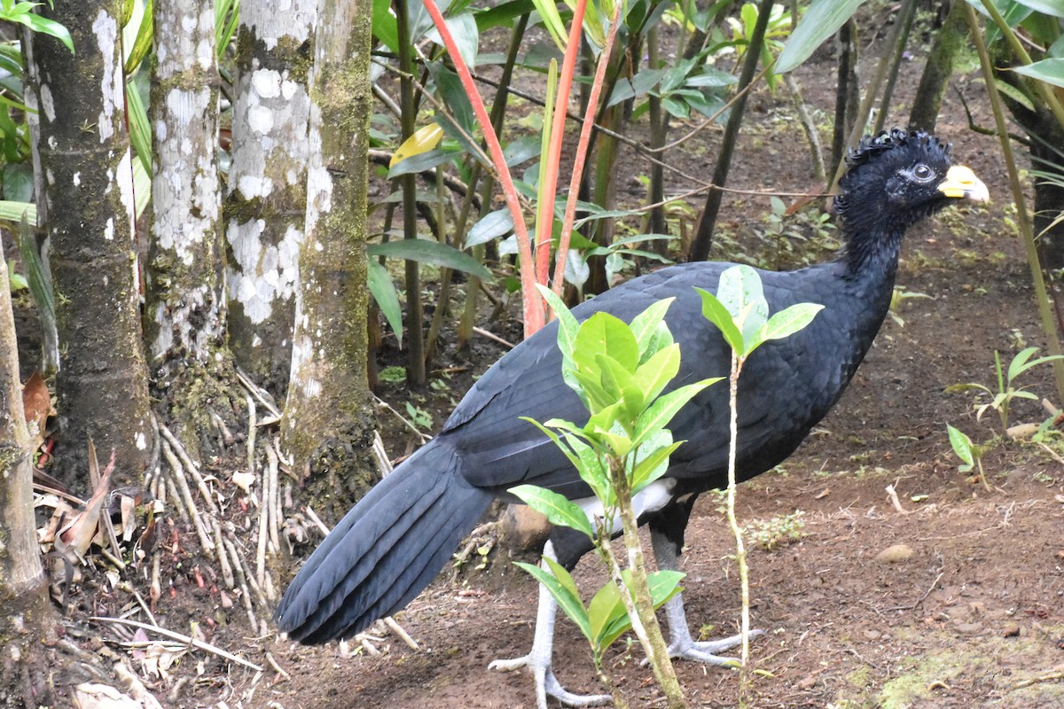 Great Curassow - ML529873401