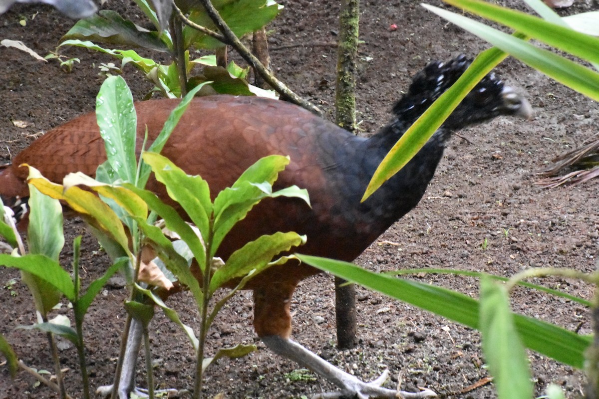 Great Curassow - ML529873441