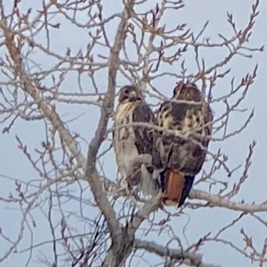 Red-tailed Hawk - ML529873571