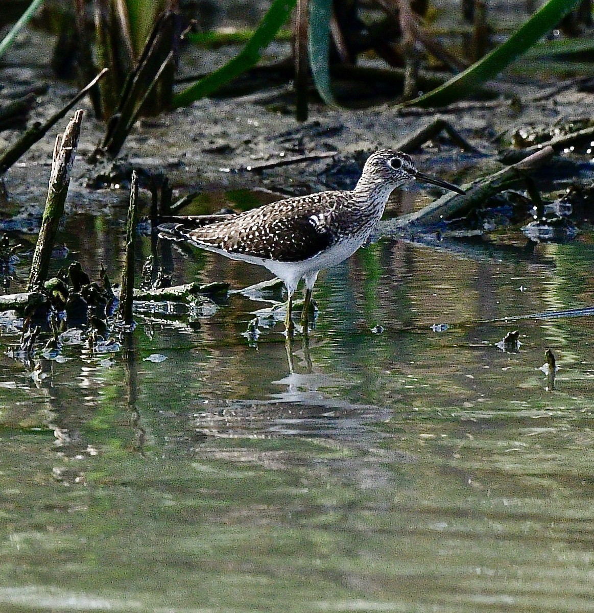 Solitary Sandpiper - ML529874461