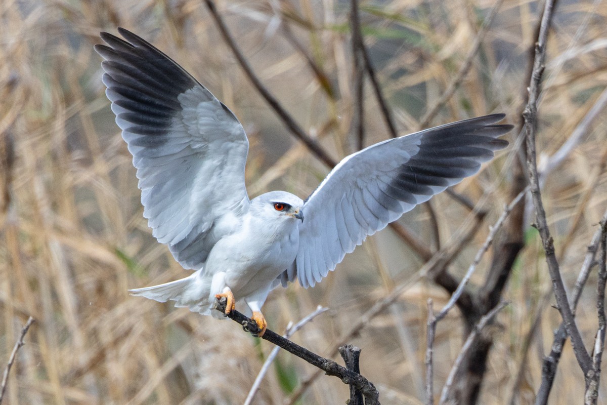 Black-winged Kite - ML529874741