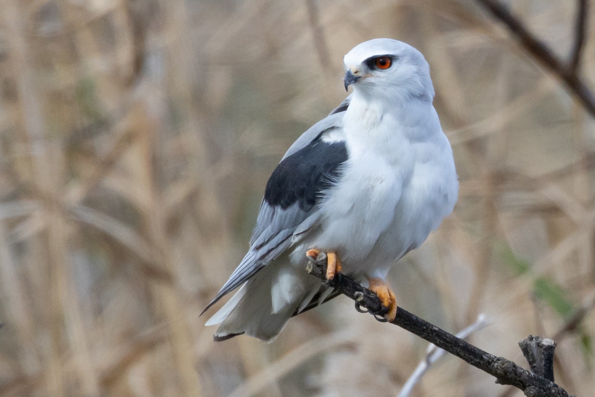 Black-winged Kite - ML529874751