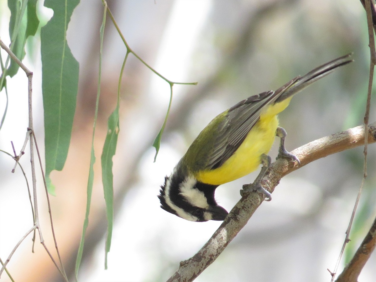 Eastern Shrike-tit - ML529874781