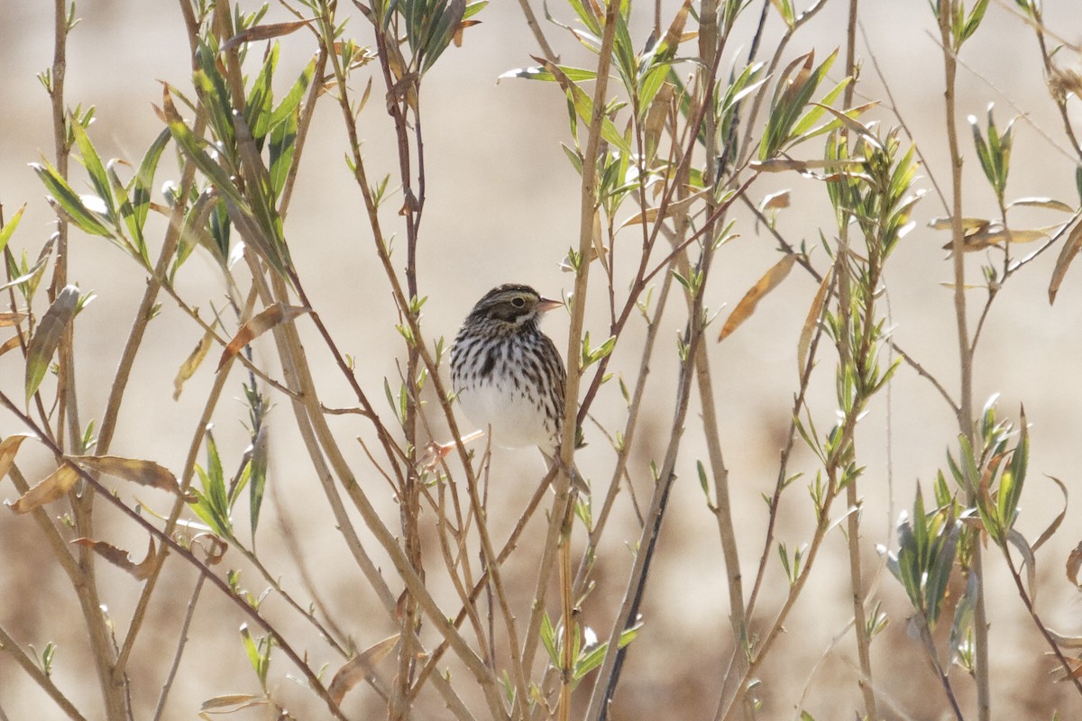 Savannah Sparrow - ML529874901