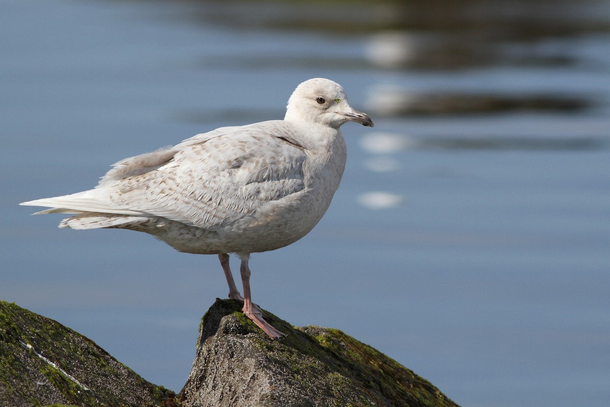 Iceland Gull (kumlieni) - ML52987491